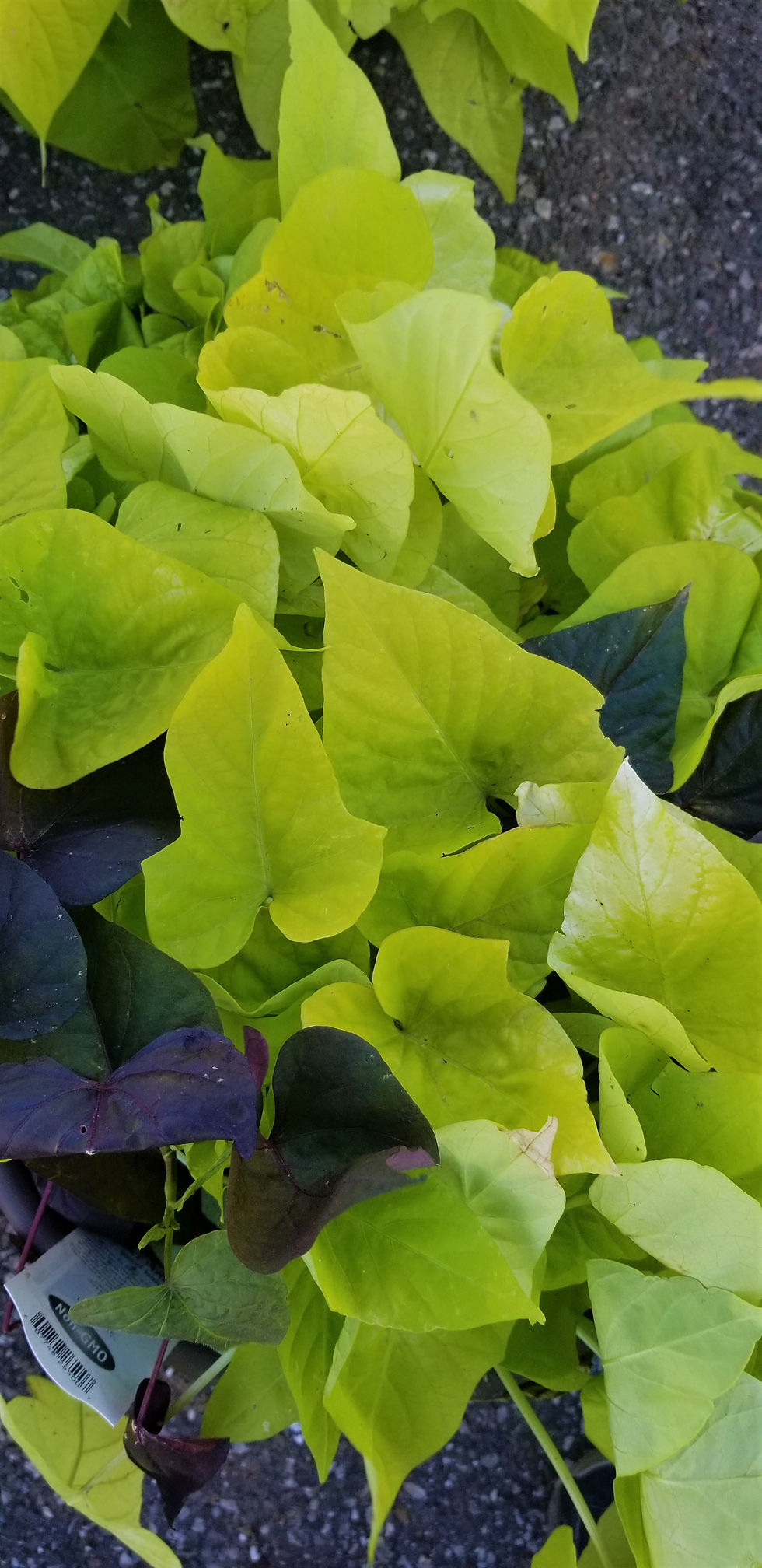Thumbnail: Potato Vine Patio Pot 12"