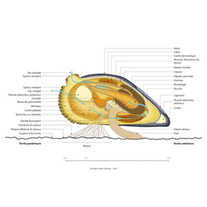 Marc Ordureau, Illustration scientifique, illustration médicale, scientific illustration, biologie, biologie marine, moule, mytilida, section, coupe.
