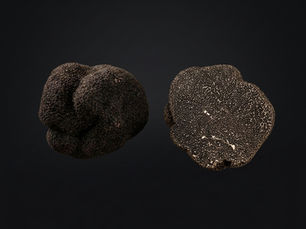 Tuber melanosporum vitt. Prized black truffle