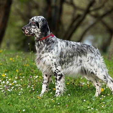 razza-setter-caratteristiche-prezzo.jpg