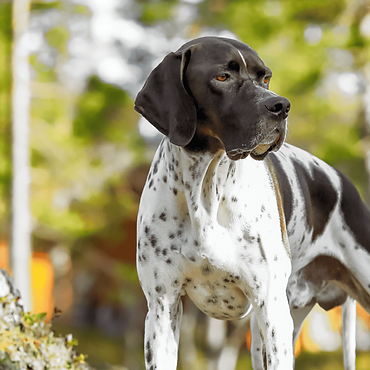 razza-cane-pointer-inglese.png