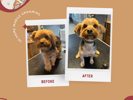 Summer Dog Haircut Near Me: Choosing the Right Warm Weather Style