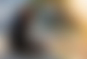 Your dog and your mental health – a guide