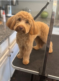 In-home dog grooming services available in Ahwatukee AZ. Groomer Oksana serves Ahwatukee, Phoenix, Laveen, Tempe, and Chandler. Specializing in anxious, senior, and special-needs pets. Call (480) 744-4053 or book at pawsrusmobile.com.