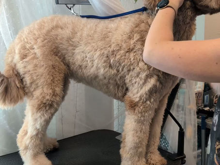 Anxious Dog Groomer Near Me: 5 Signs Your Dog Needs In-Home Grooming