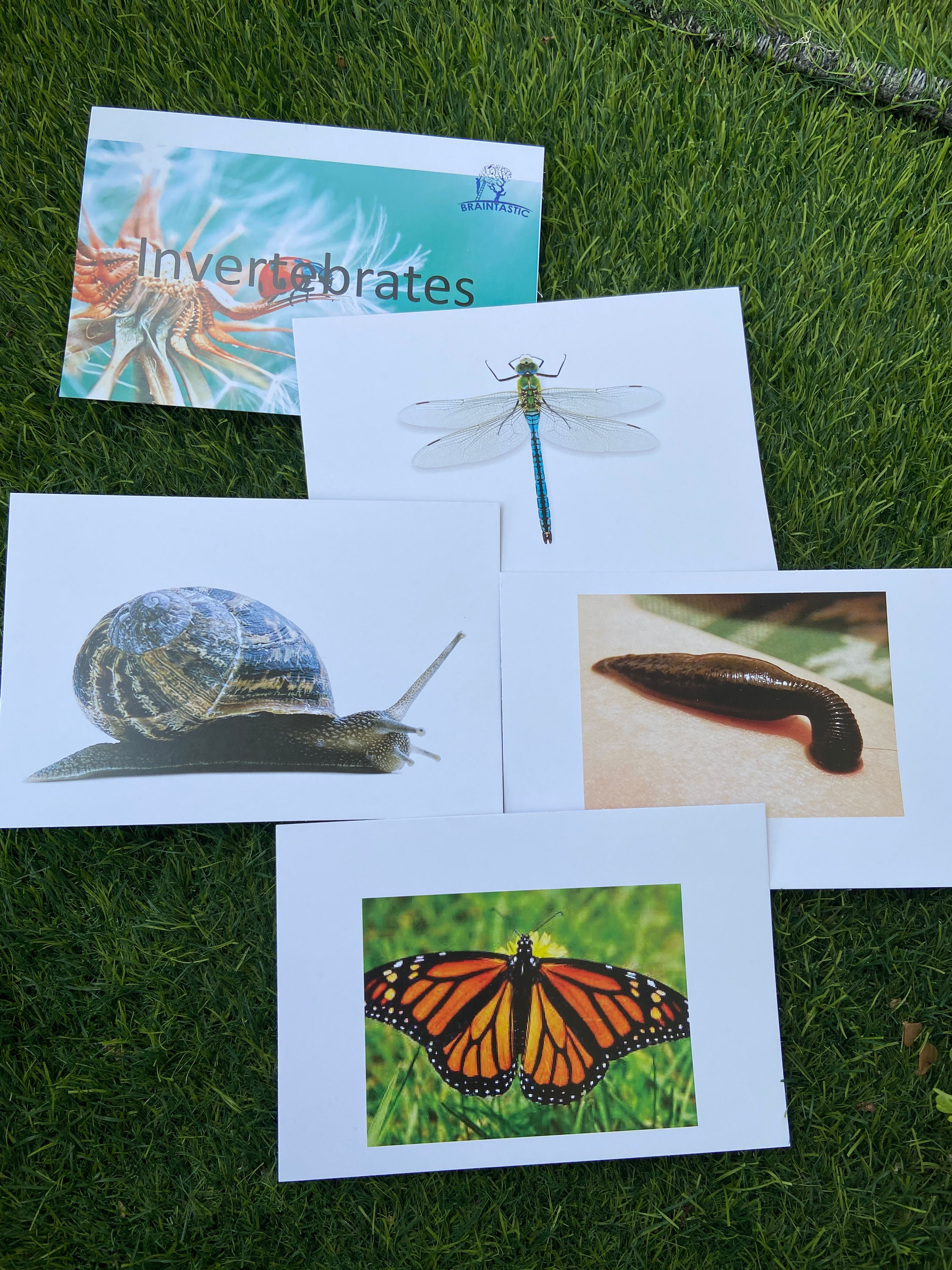 Invertebrates Flashcards