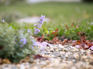 What Is Xeriscaping? A Colorado Homeowner's Guide to Water Wise Landscaping