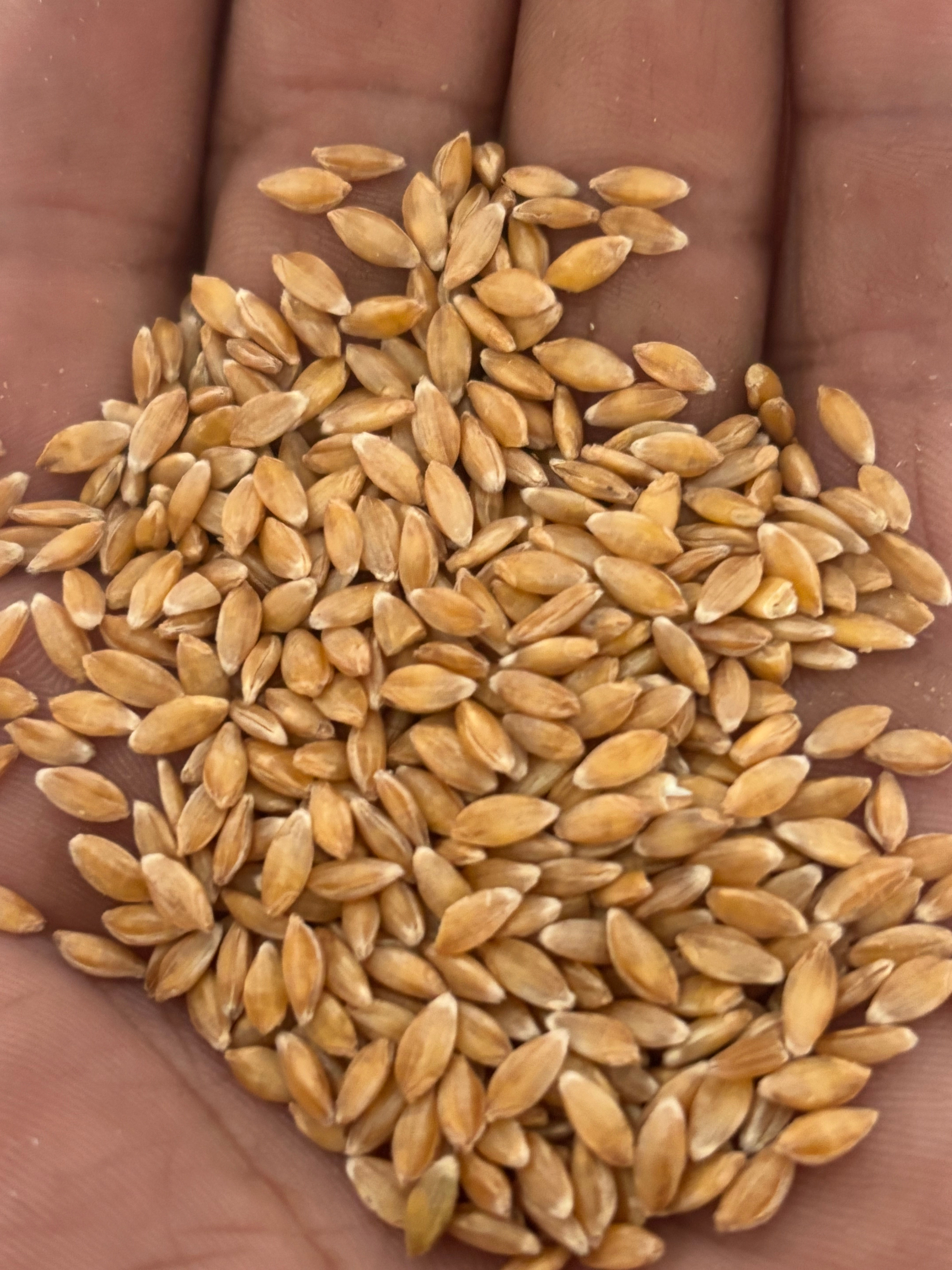 Einkorn Wheat Berries 2-Pack