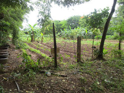 Área de Cultivos