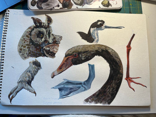 birds 1.jpeg