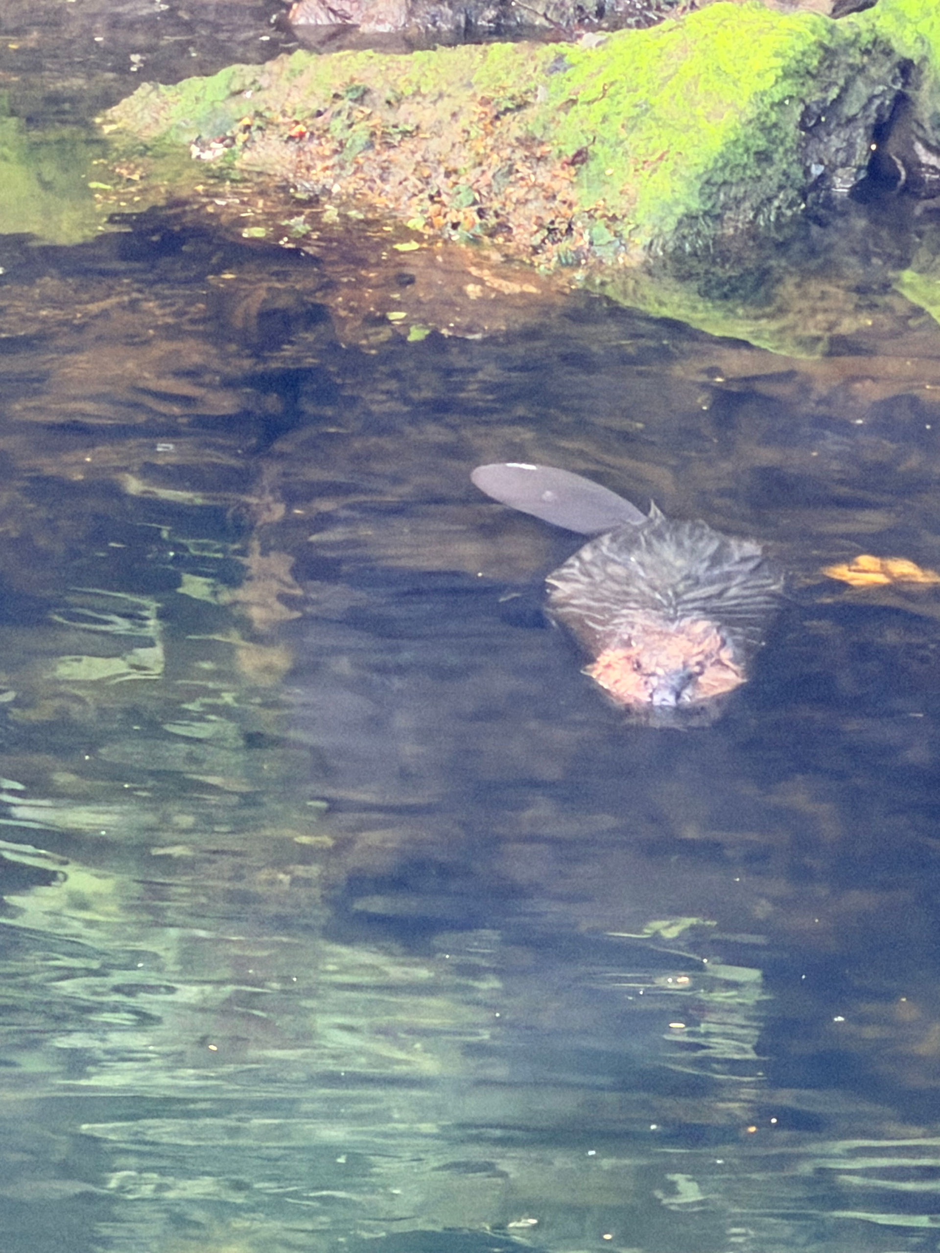 A view of a beaver at Creek Street in Ketchikan, Alaska