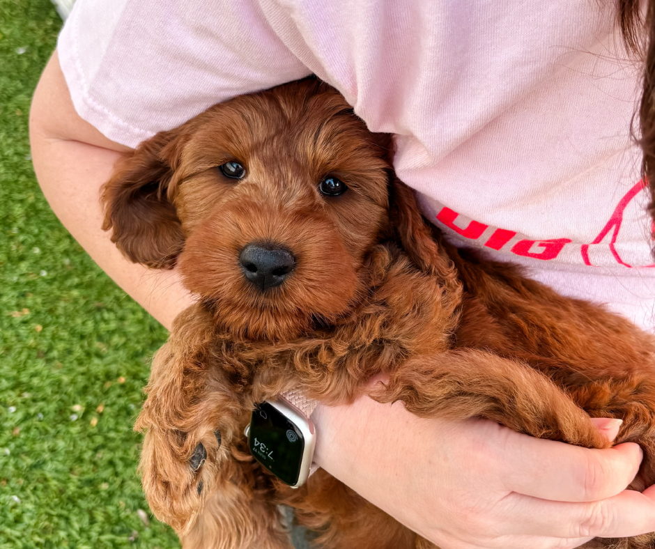 The Ultimate Labradoodle Grooming Guide