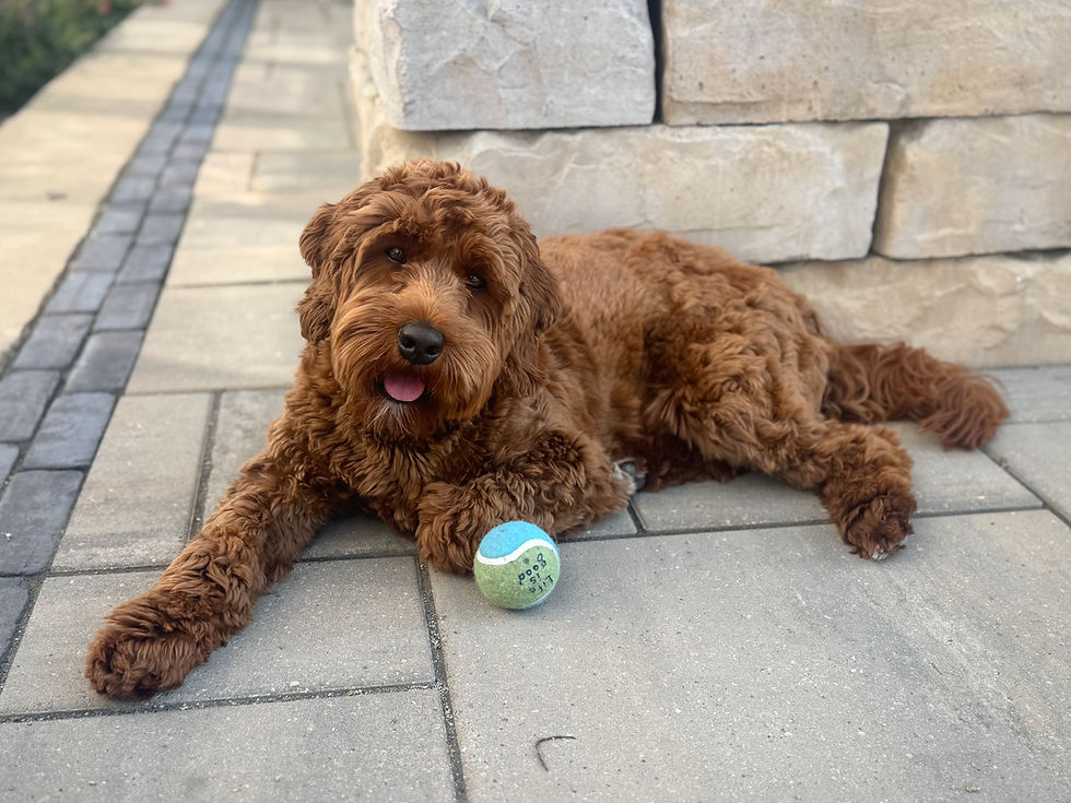 How Much Exercise Does a Labradoodle Actually Need?