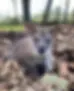 manor wildlife.webp