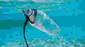 single-use plastic bottle floating in blue ocean water