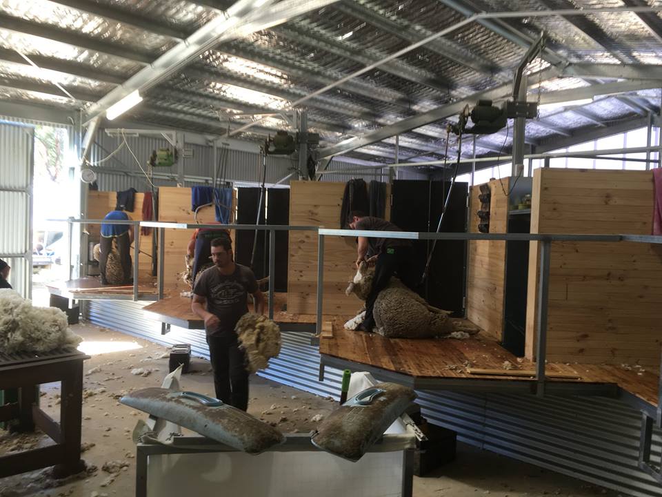 shearing shed masteel