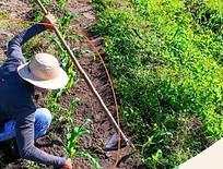 Insta - Mas o que é mesmo agricultura familiar.jpeg