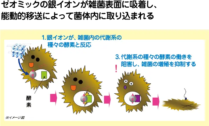 ゼオミックの銀イオンが雑菌表面に吸着し、能動的移送によって菌体内に取り込まれる