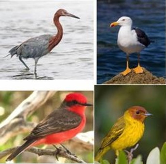 BirdingLaPaz-BajaCaliforniaSur.JPG