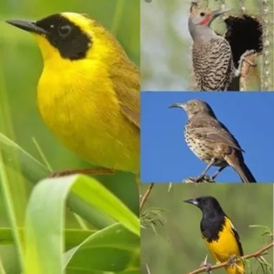 c47f58_02f436b3d76b4442988ef71f0ae6ca7c~mv2.webp