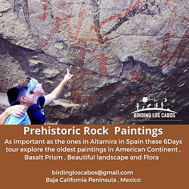 Prehistoric Indian Paintings with Birding Los cabos .jpg
