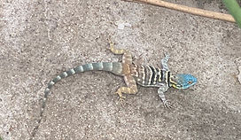 Baja Blue Rock lizard- Birding Los Cabos _edited.jpg