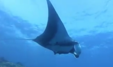 snorkel-Manta-explorebaja.webp