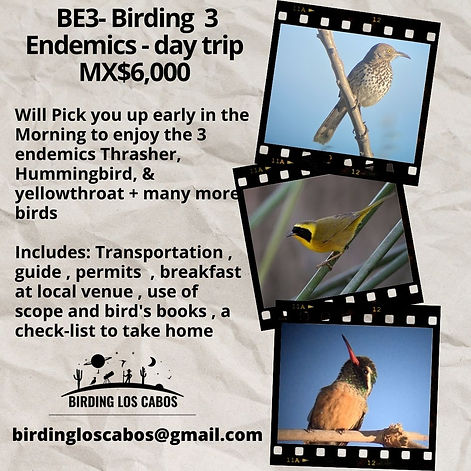 Birding 3 endemics from east cape