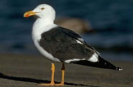 larus livens.jpg