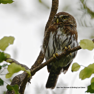 owl-birdingloscabos.jpg