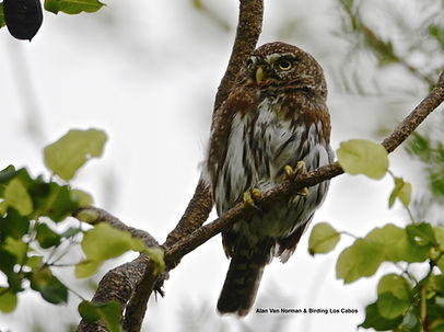 owl-birdingloscabos.jpg