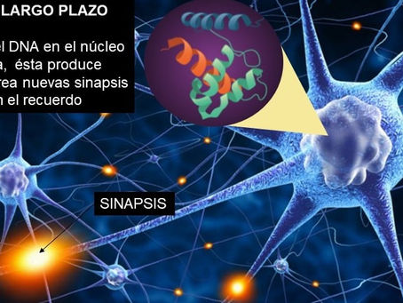 memoria a largo plazo
