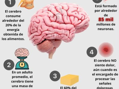 DATOS CURIOSOS DEL CEREBRO