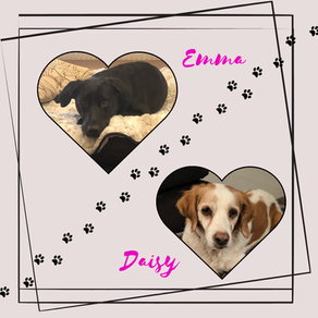 🐾Am 10. Oktober ist Welthundetag! 🐾