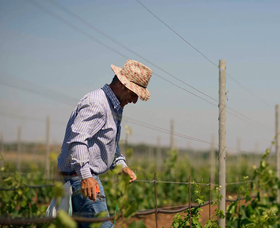 Vineyardist among the vines