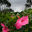 Writer: Kaneohe 4th Ward
