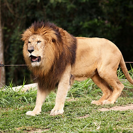Löwe