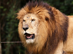 lion