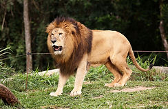 León