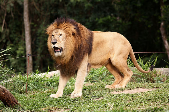 lion