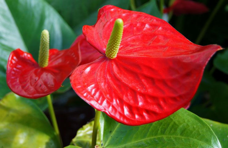 flores-de-anthurium-andreanum-1