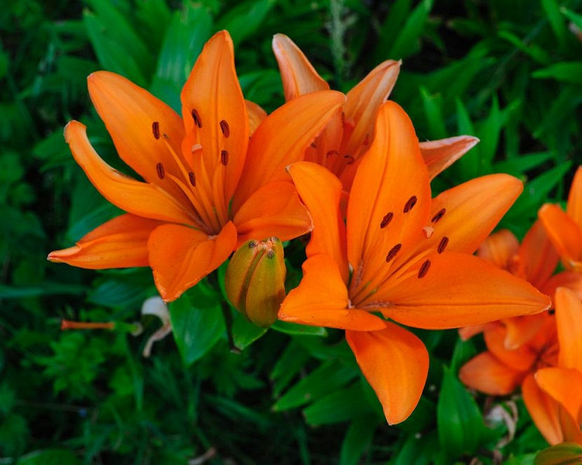 plantar-azucenas-en-el-jardin-1
