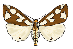 haploaconfusa_card_edited.png
