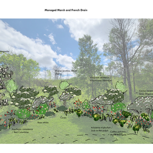 Managed Marsh Garden