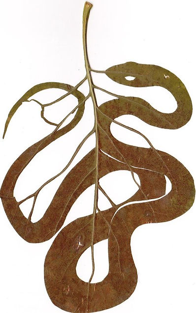 DJM+-+Snake+in+the+Lilacs.jpg