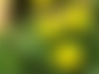 Sanvitalia(サンビタリア)