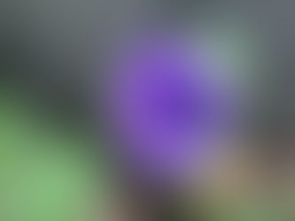 Anemone(アネモネ)