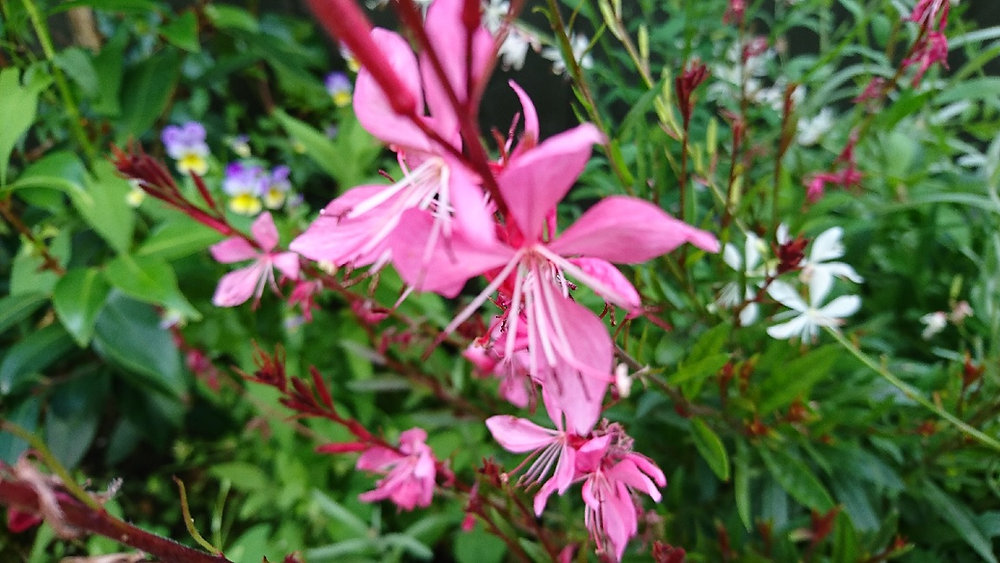 Gauura Raspberry Gaura(ガウラ)