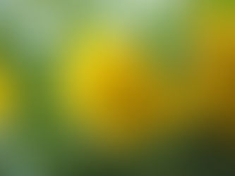 Rose of Sharon(セイヨウキンシバイ)