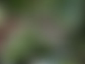 桜に負けない花木、日本生まれなのに日本での知名度は